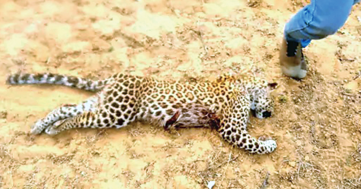 5-month-old leopard cub found dead